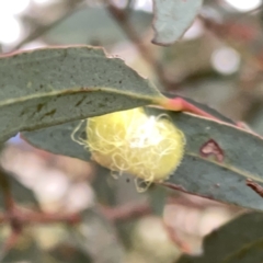 Psyllidae sp. (family) at Russell, ACT - 14 Nov 2023