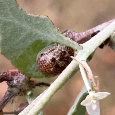 Paropsisterna m-fuscum (Eucalyptus Leaf Beetle) at Russell, ACT - 14 Nov 2023 by Hejor1