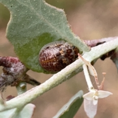 Paropsisterna m-fuscum at Russell, ACT - 14 Nov 2023