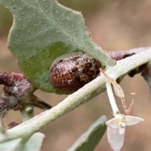 Paropsisterna m-fuscum at Russell, ACT - 14 Nov 2023