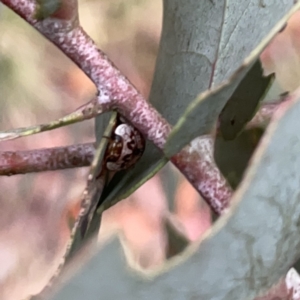 Paropsisterna m-fuscum at Russell, ACT - 14 Nov 2023