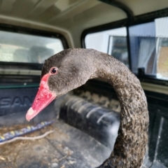 Cygnus atratus at QPRC LGA - suppressed