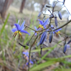 Dianella revoluta var. revoluta (Black-Anther Flax Lily) at Bullen Range - 14 Nov 2023 by HelenCross