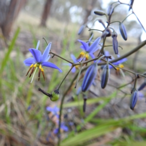 Dianella revoluta var. revoluta at Bullen Range - 14 Nov 2023 03:48 PM