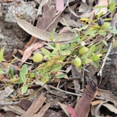 Hovea heterophylla at The Pinnacle - 14 Nov 2023