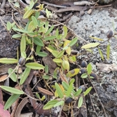 Hovea heterophylla at The Pinnacle - 14 Nov 2023