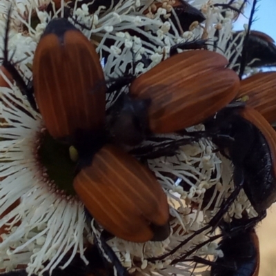 Phyllotocus kingii (Nectar scarab) at Birrigai - 15 Nov 2023 by jac