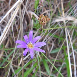 Calotis scabiosifolia var. integrifolia at Bullen Range - 14 Nov 2023 03:39 PM