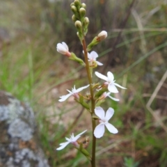 Stylidium (genus) (Trigger Plant) at Bullen Range - 14 Nov 2023 by HelenCross