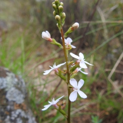 Stylidium (genus) (Trigger Plant) at Bullen Range - 14 Nov 2023 by HelenCross