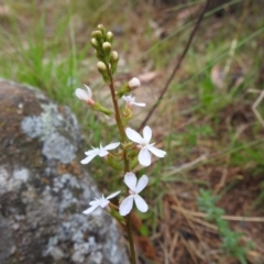 Stylidium sp. at Bullen Range - 14 Nov 2023