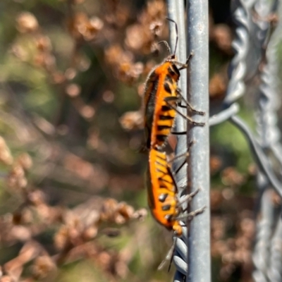 Agonoscelis rutila (Horehound bug) at Paddys River, ACT - 15 Nov 2023 by jac