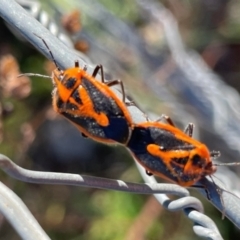 Agonoscelis rutila at Birrigai - 15 Nov 2023