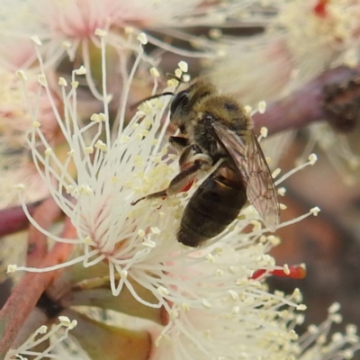 Leioproctus (Leioproctus) amabilis (A plaster bee) at Lions Youth Haven - Westwood Farm A.C.T. - 14 Nov 2023 by HelenCross