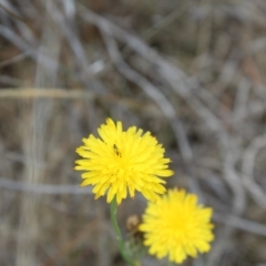 Dasytinae (subfamily) (Soft-winged flower beetle) at Reservoir Hill, Lawson - 15 Nov 2023 by maura