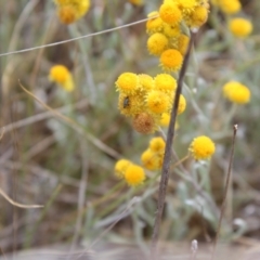 Dasytinae (subfamily) at Lawson Grasslands (LWG) - 15 Nov 2023