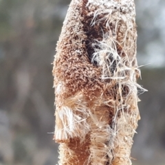 Typha latifolia at Yaouk, NSW - 19 Nov 2023