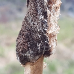 Typha latifolia at Yaouk, NSW - suppressed