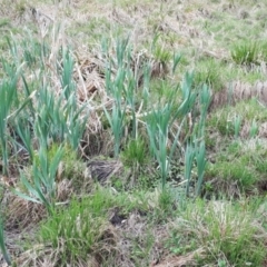 Typha latifolia at Yaouk, NSW - 19 Nov 2023