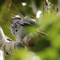 Lopholaimus antarcticus (Topknot Pigeon) at Lamington National Park - 8 Nov 2023 by Rixon