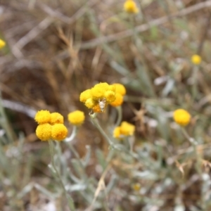 Tephritidae sp. (family) at Lawson Grasslands (LWG) - 15 Nov 2023