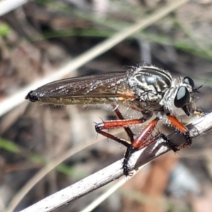 Zosteria sp. (genus) at Aranda Bushland - 13 Nov 2023 02:34 PM