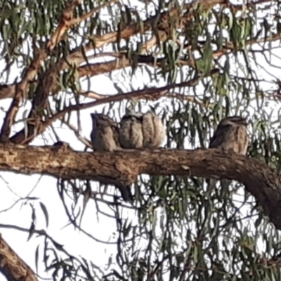 Podargus strigoides (Tawny Frogmouth) at O'Connor, ACT - 14 Nov 2023 by JARS