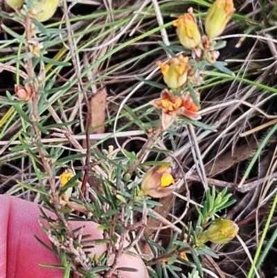 Hibbertia calycina (Lesser Guinea-flower) at The Pinnacle - 13 Nov 2023 by sangio7