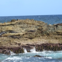 Arctocephalus pusillus doriferus (Australian Fur-seal) at Bermagui, NSW - 12 Nov 2023 by HelenCross