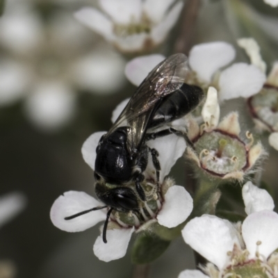 Euryglossa sp. (genus) (A native bee) at Croke Place Grassland (CPG) - 14 Nov 2023 by kasiaaus