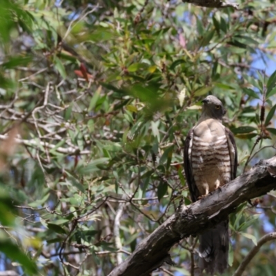 Aviceda subcristata (Pacific Baza) at Wallum - 14 Nov 2023 by Ruby