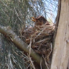 Turdus merula (Eurasian Blackbird) at Jerrabomberra Wetlands - 15 Nov 2023 by RodDeb