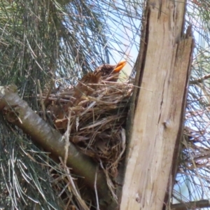 Turdus merula at Fyshwick, ACT - 15 Nov 2023