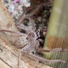 Isopeda sp. (genus) (Huntsman Spider) at Moruya, NSW - 15 Nov 2023 by LisaH