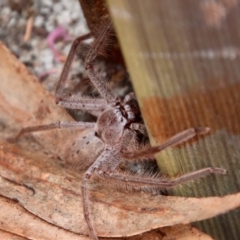 Isopeda (genus) at Moruya, NSW - suppressed