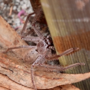 Isopeda (genus) at Moruya, NSW - suppressed