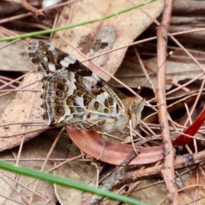 Vanessa kershawi (Australian Painted Lady) at Moruya, NSW - 15 Nov 2023 by LisaH