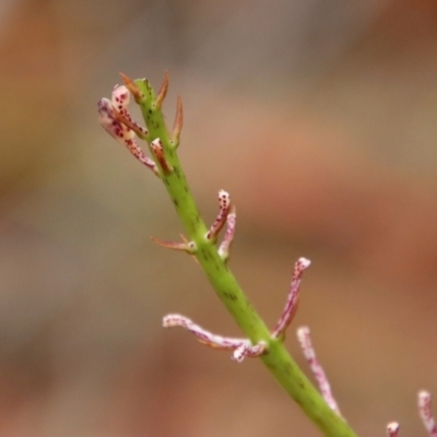 Dipodium sp. (A Hyacinth Orchid) at Moruya, NSW - 15 Nov 2023 by LisaH