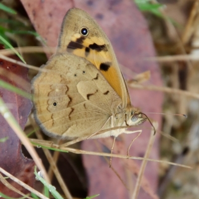 Heteronympha merope at Moruya, NSW - 14 Nov 2023 by LisaH