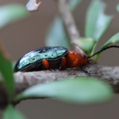 Lamprolina (genus) (Pittosporum leaf beetle) at Broulee, NSW - 14 Nov 2023 by LisaH