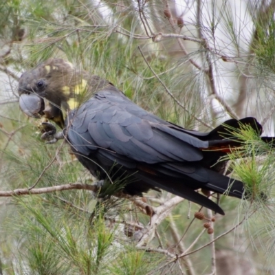 Calyptorhynchus lathami lathami (Glossy Black-Cockatoo) at Moruya, NSW - 15 Nov 2023 by LisaH