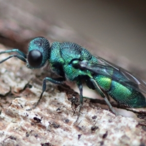 Chrysididae (family) at Moruya, NSW - suppressed