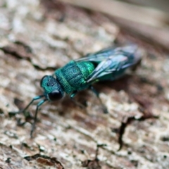 Chrysididae (family) at Moruya, NSW - suppressed