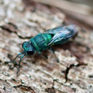 Chrysididae (family) at Moruya, NSW - suppressed