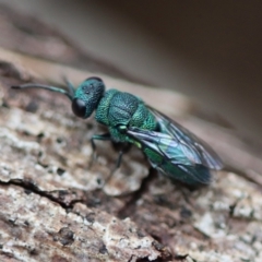 Chrysididae (family) at Moruya, NSW - suppressed