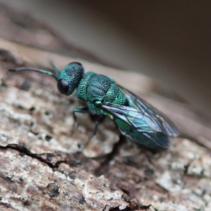 Chrysididae (family) at Moruya, NSW - suppressed