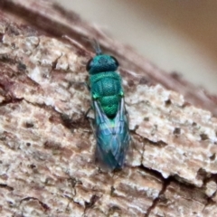 Chrysididae (family) at Moruya, NSW - suppressed