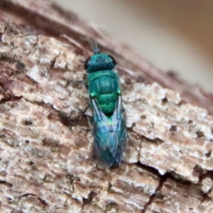 Chrysididae (family) at Moruya, NSW - suppressed
