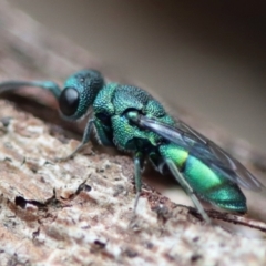 Chrysididae (family) at Moruya, NSW - suppressed
