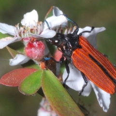 Castiarina nasuta (A jewel beetle) at Denman Prospect 2 Estate Deferred Area (Block 12) - 15 Nov 2023 by Harrisi